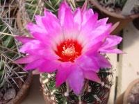 Thelocactus bicolor