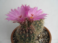 Thelocactus bicolor