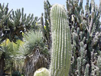 Echinopsis atacamensis