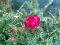 Tunilla soehrensii