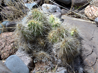 Tunilla soehrensii