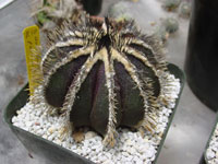 Uebelmannia pectinifera
