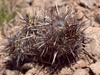 Austrocactus bertinii