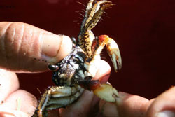 Crab in Nicaragua