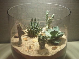 cactus terrarium