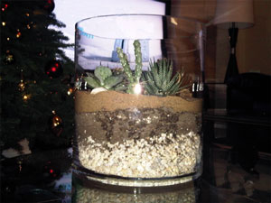 soil layer terrarium