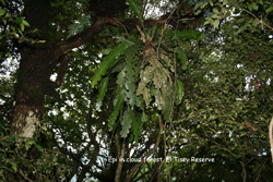 epi cactus cloud forest