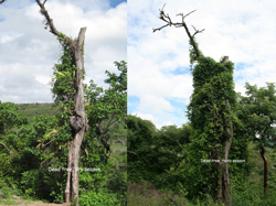 epiphylum cactus on tree