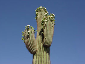 Carnegia gigantea -Saguaro