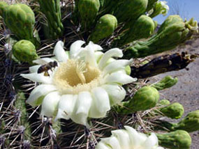 Carnegia gigantea -Saguaro Flower with Bee