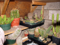 cacti in a cold basement