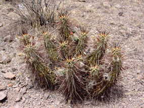 Echinocereus engelmannii - Engelmann's Hedgehog Cactus