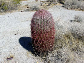 Ferocactus cylindraceus -California Barrel Cactus