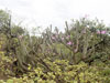 Browningia altissima