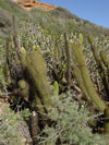Bergerocactus emoryi