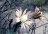 Cereus aethiops