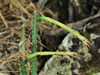 Cereus albicaulis