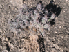 Corynopuntia bulbispina