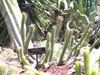 Cleistocactus dependens