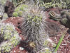 Copiapoa grandiflora