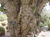 Cereus horribarbis