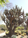 Cereus horribarbis