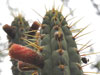 Cleistocactus laniceps