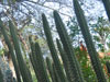 Cleistocactus laniceps