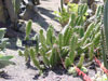 Cereus obtusus
