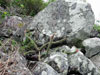 Cleistocactus paraguariensis