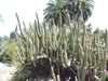 Cleistocactus parapetiensis