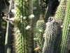 Cleistocactus reae