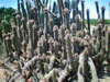 Cleistocactus sepium