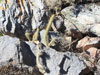 Corryocactus squarrosus