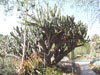 Cereus stenogonus