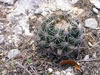 Coryphantha sulcata