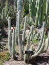 Cleistocactus tarijensis