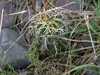 Echinopsis silvestrii