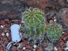 Echinopsis arebaloi