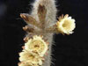 Espostoa blossfeldiorum