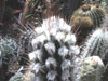Eulychnia breviflora