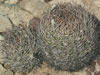 Eriosyce bulbocalyx