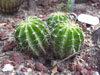 Echinopsis calochlora