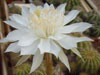 Echinopsis calochlora