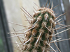 Echinopsis cephalomacrostibas