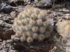 Echinocereus mojavensis