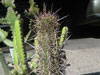 Echinopsis coquimbana