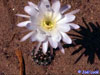 Echinopsis coronata