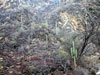 Echinopsis cuzcoensis