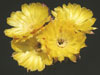 Echinopsis densispina